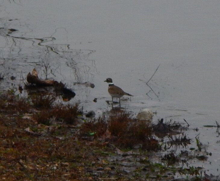 A small Killdeer, at the edge of Lake Conasauga.
