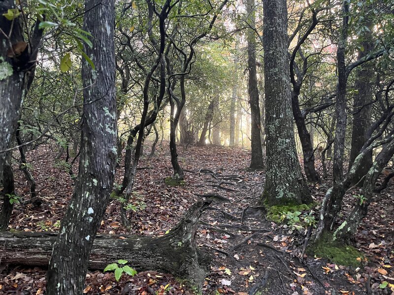 Autumn sunrise on Pilot Cove Trail