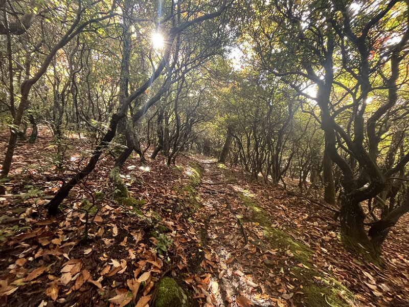 A Laurel Tunnel on Laurel Mountain