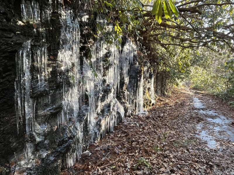 Wall of icicles on an early winter day beside the South Mills River Trail.