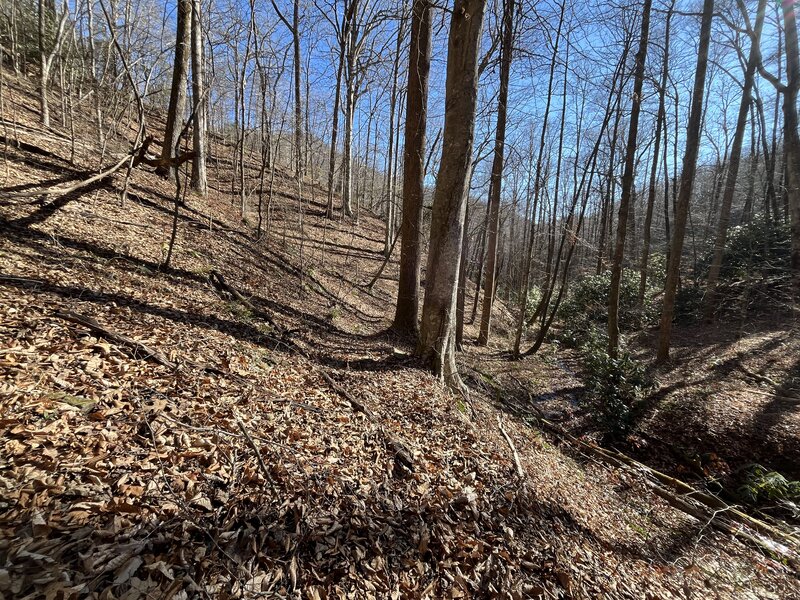 Stick Season on the Horse Cove Gap Trail, just below Squirrel Gap.