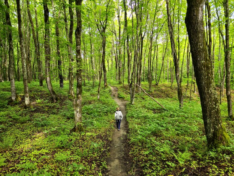 On the Mosquito Falls Trail toward Lake Superior