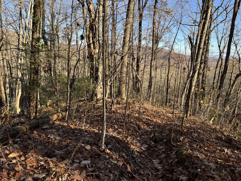 Just past sunrise on the top of the Laurel Creek Trail as it begins a steep descent to its namesake creek.