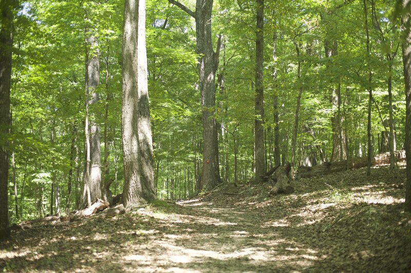 The trail meanders through the woods and is marked by orange markers on the trees.