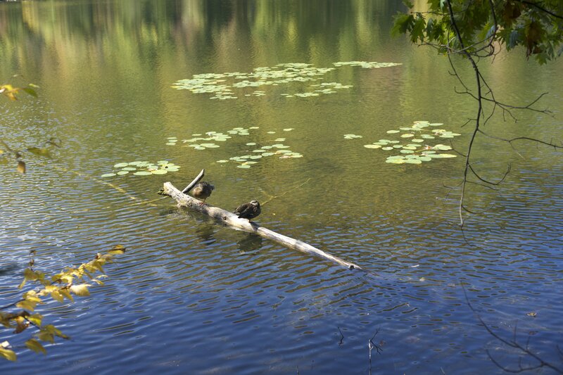 Ducks take a nap in the sun on a log floating in the Pogue. The pond serves as a great spot to watch birds throughout the year.