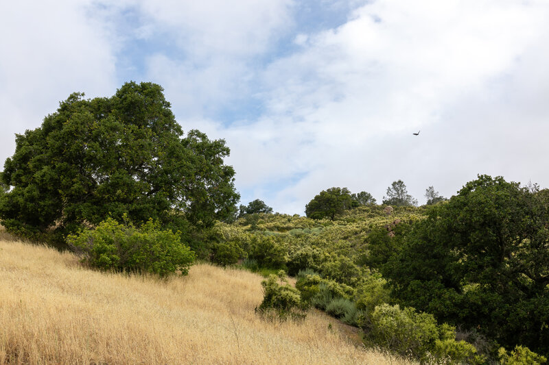 Looking up Pine Ridge from Emmons Canyon