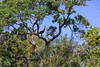 A wild turkey up in the trees along Madrone Canyon Trail.