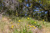 Wildflowers along Madrone Canyon Trail.