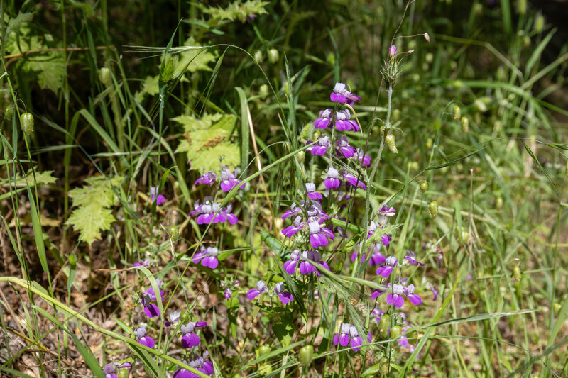 Wildflowers along Madrone Canyon Trail.