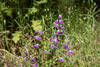 Wildflowers along Madrone Canyon Trail.