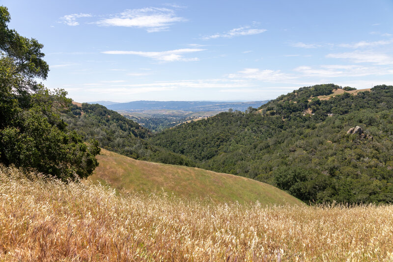 View towards Madrone Canyon from Knobcone Point Road.