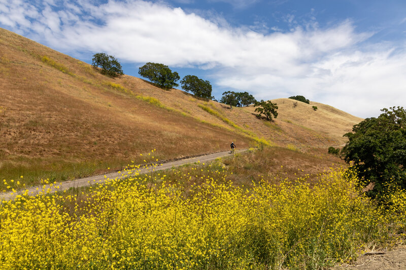 Abundant wildflowers along Wall Point Road.