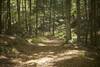 The trail meanders through the woods and climbs a hill. Here, you can see what it looks like from the top of the hill.