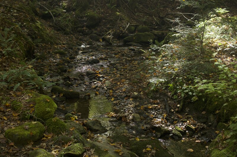 The trail crosses over the Pogue Brook Trail as it makes its way out of the Pogue and runs downhill.