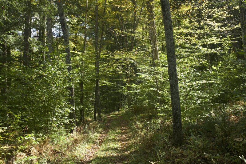 The trail follows an old farm road back toward the Mountain Road Trail. You can see the doubletrack through the trees.