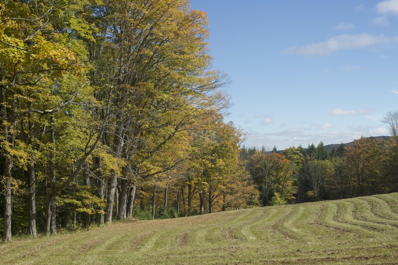 The Summer Pasture can be viewed along the trail. In the Fall, it is a beautiful scene as the leaves change color on the trees at the edge of the pasture.