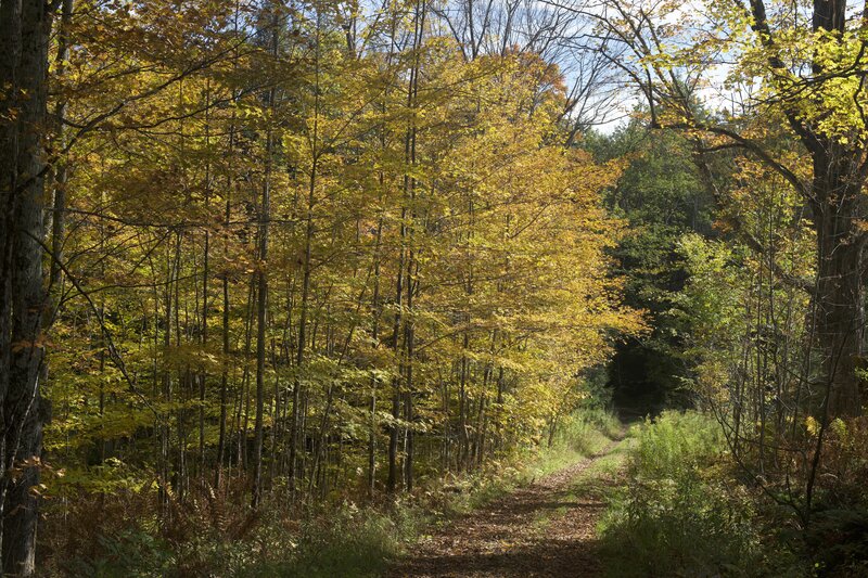 In the fall, the leaves change color along the side of the trail.