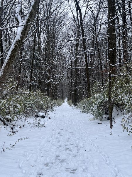 Snow on the trail