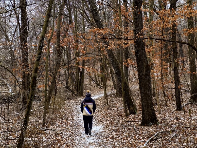 On the Birch Trail in December.