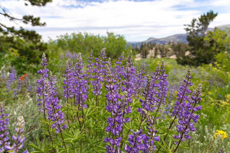 Wildflowers along the Pacific Crest Trail.