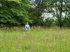 Along the Green Trail past a flowering prairie.