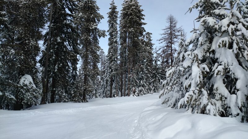 At a major trail junction, looking up Twin Lakes Trail.