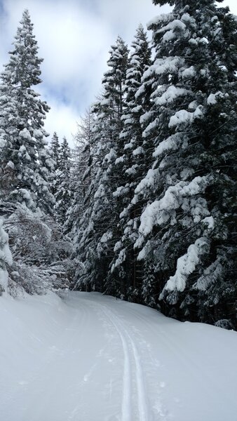 Fresh powder (before the groomers come through) along Lower Tripps Loop/M8A-IEPCO Road in February.