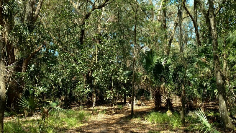 Beautiful sunlit forest near the trailhead of Pine Island Trail.