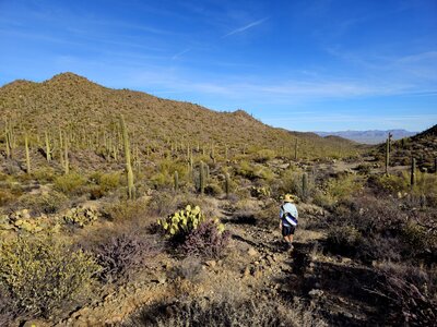On the Brittlebrush Trail