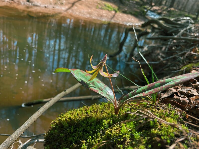 Trout Lily next to the stream.