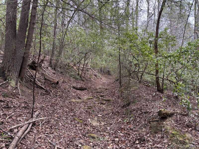 Trail through some mountain laurel.