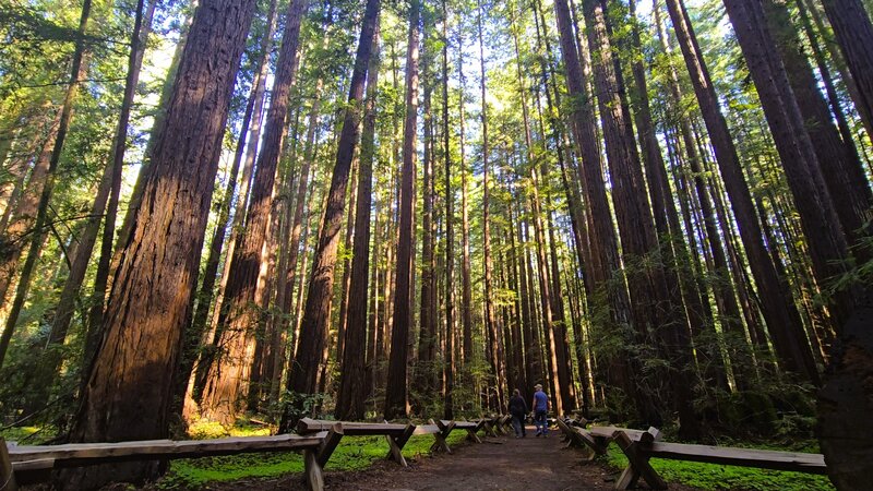 Armstrong Redwoods
