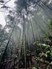 Bamboo forests