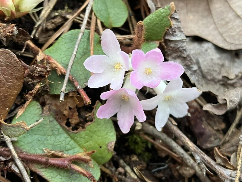 Trailing Arbutus.