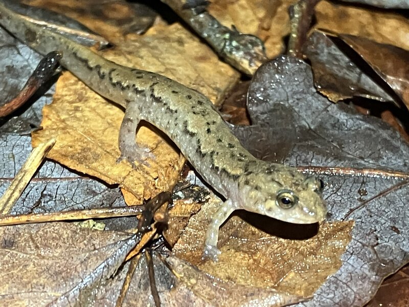 After the rains, the salamanders were everywhere.