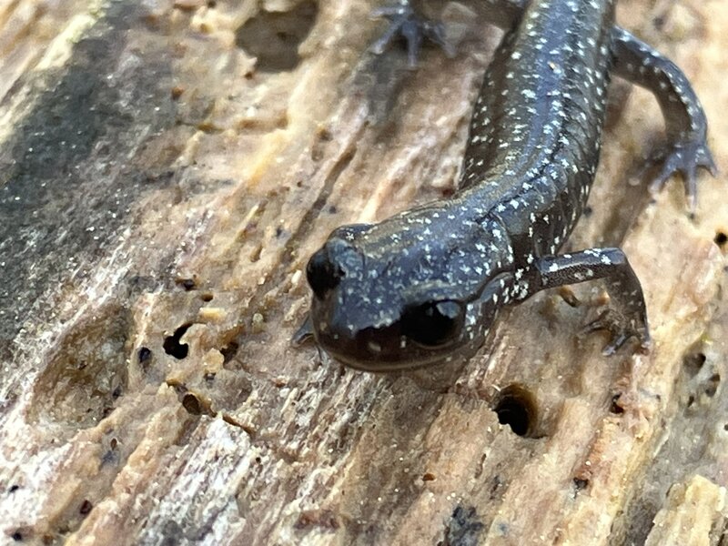 Look at those inquisitive little eyes.