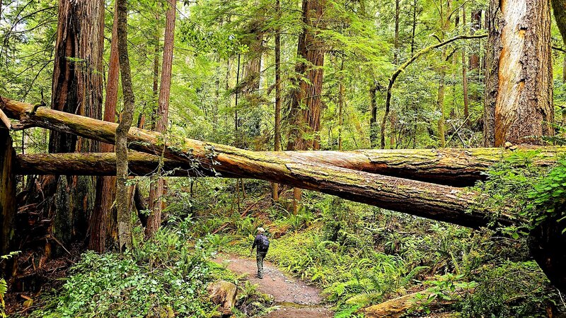 Tall trees trail.