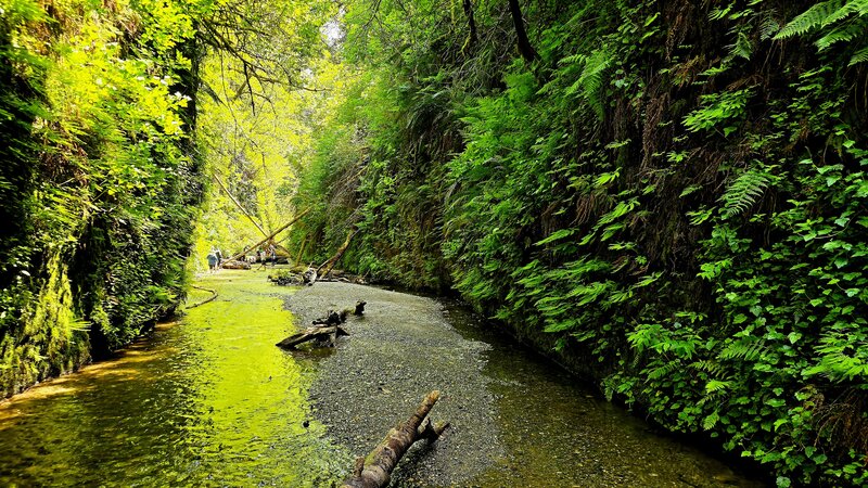Fern Canyon