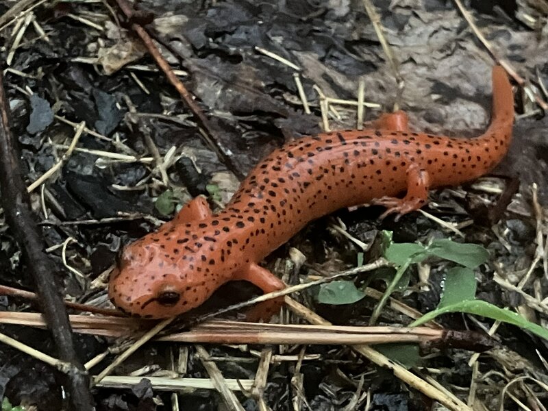 Speckled Salamander