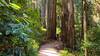 Grove of Titans Trail / Mill Creek Trail