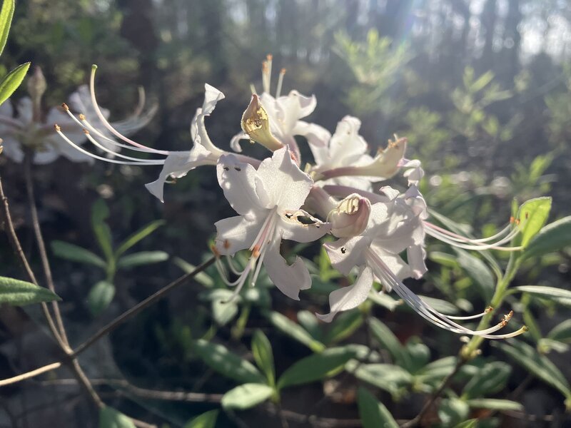 Azaleas in bloom, along the trail.