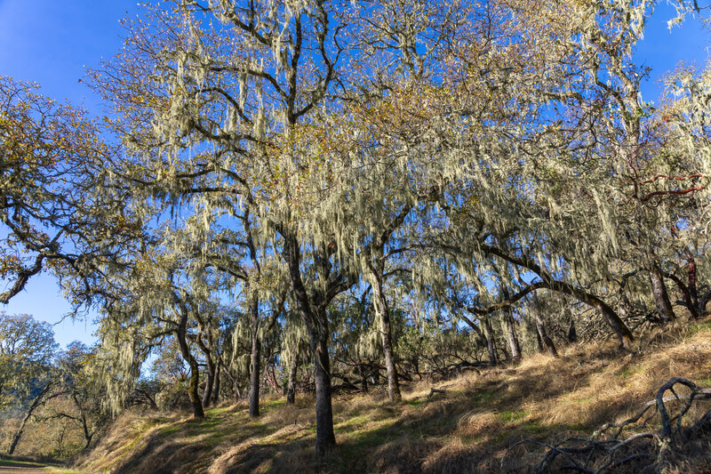 Lichen covered trees along Shoreline Trail.