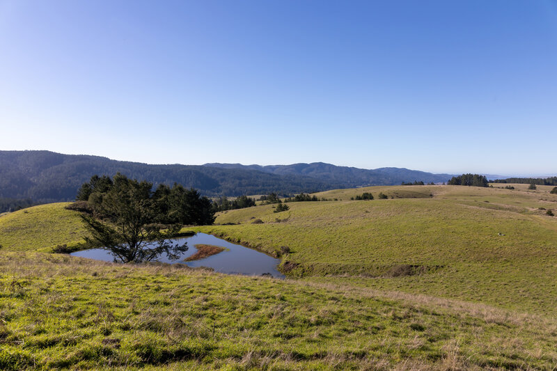 A pond along Bolinas Ridge Trail.