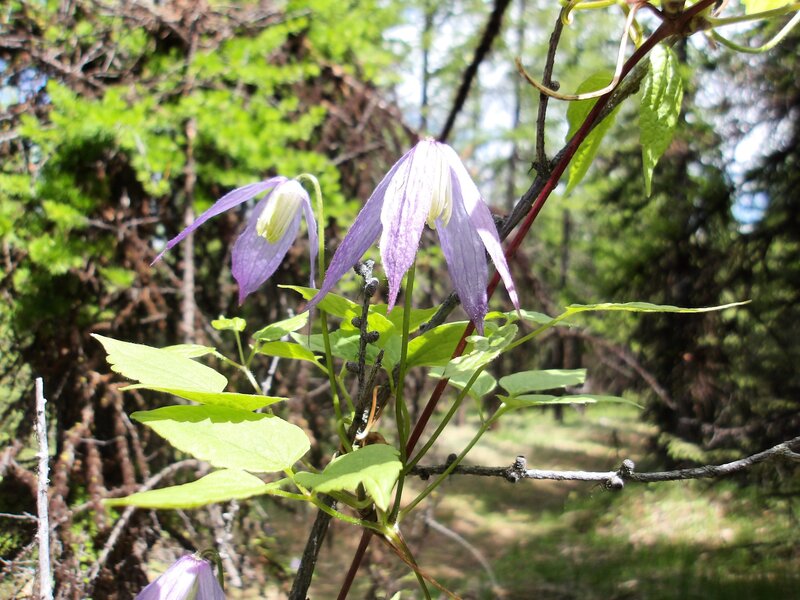 Blooming clematis