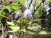 Blooming clematis