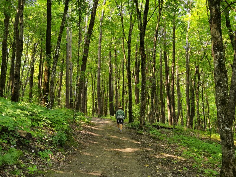 Along the Maple Trail.