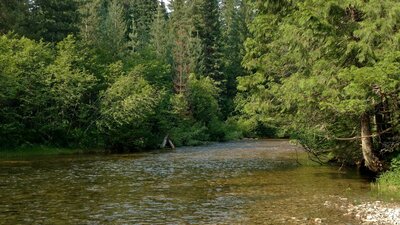 Idaho Trail/Upper Priest Lake Trail runs along Caribou Creek.