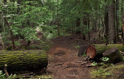 Big old logs cleared off this well maintained trail.  Thank you trail crews!