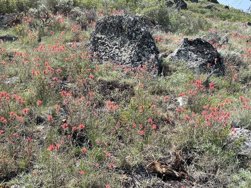 Wyoming paintbrush along trail.