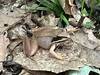 A Wood Frog on the Red Trail.